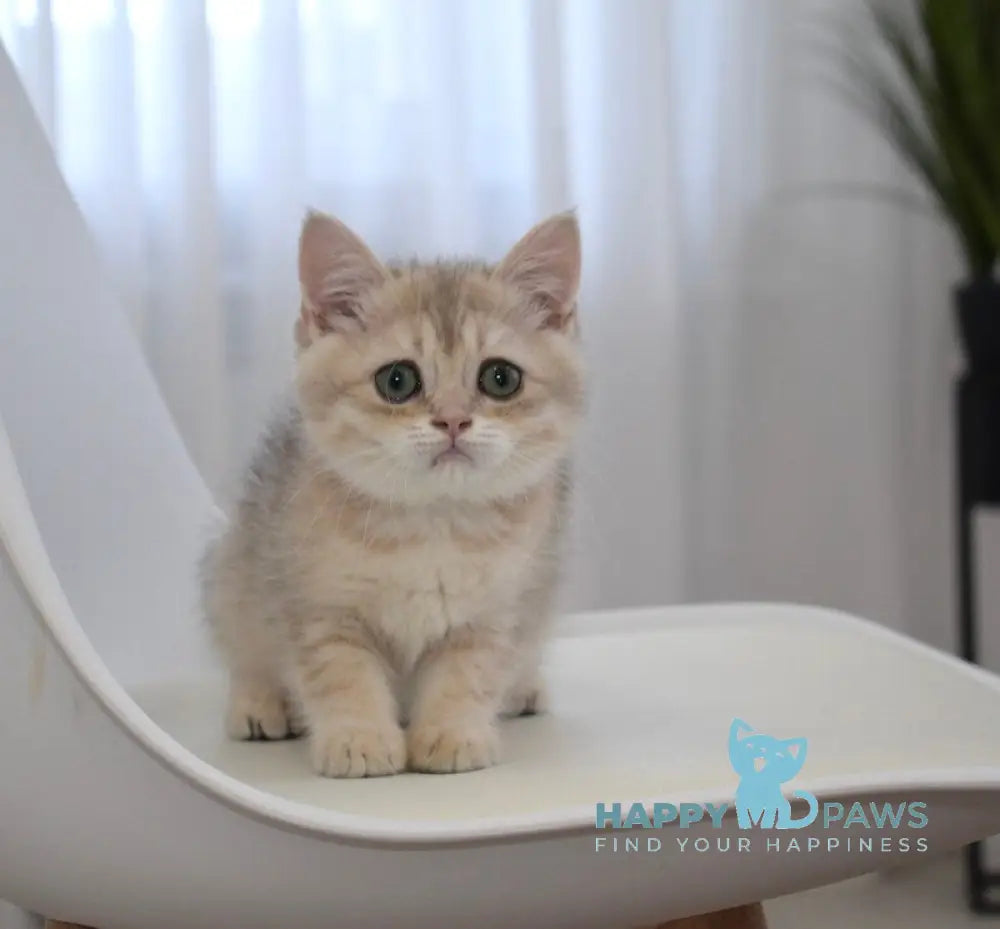 Roxy British Shorthair female blue golden spotted tabby live animals