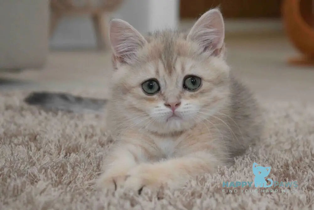 Roxy British Shorthair female blue golden spotted tabby live animals