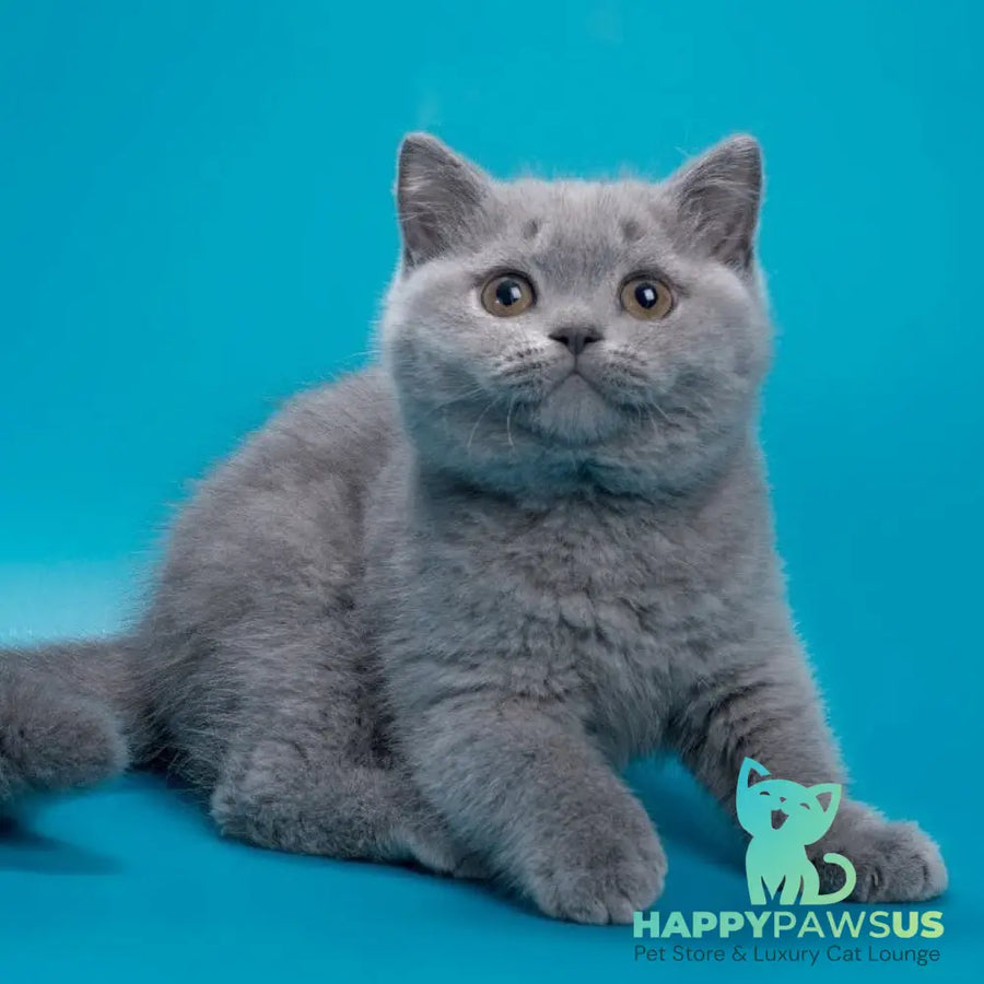 Roxy British Shorthair female blue - live animals