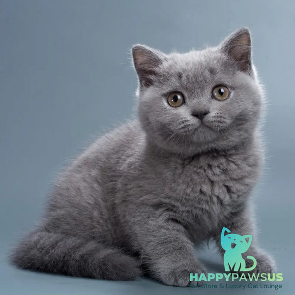 Roxy British Shorthair female blue - live animals