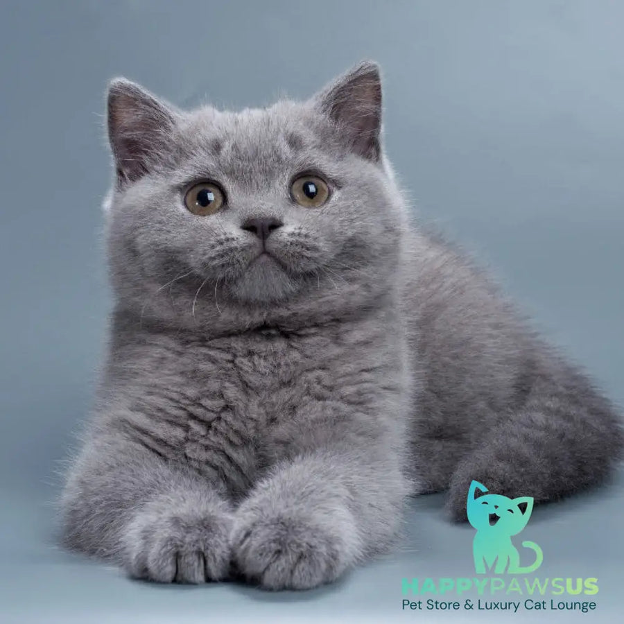 Roxy British Shorthair female blue - live animals