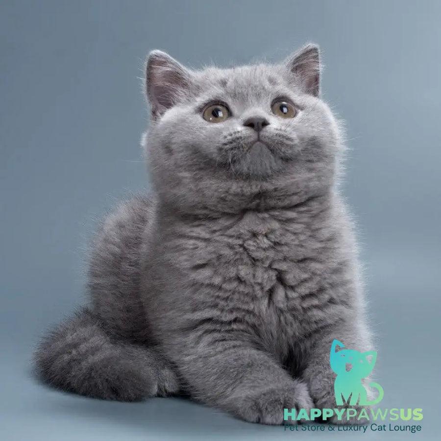 Roxy British Shorthair female blue - live animals