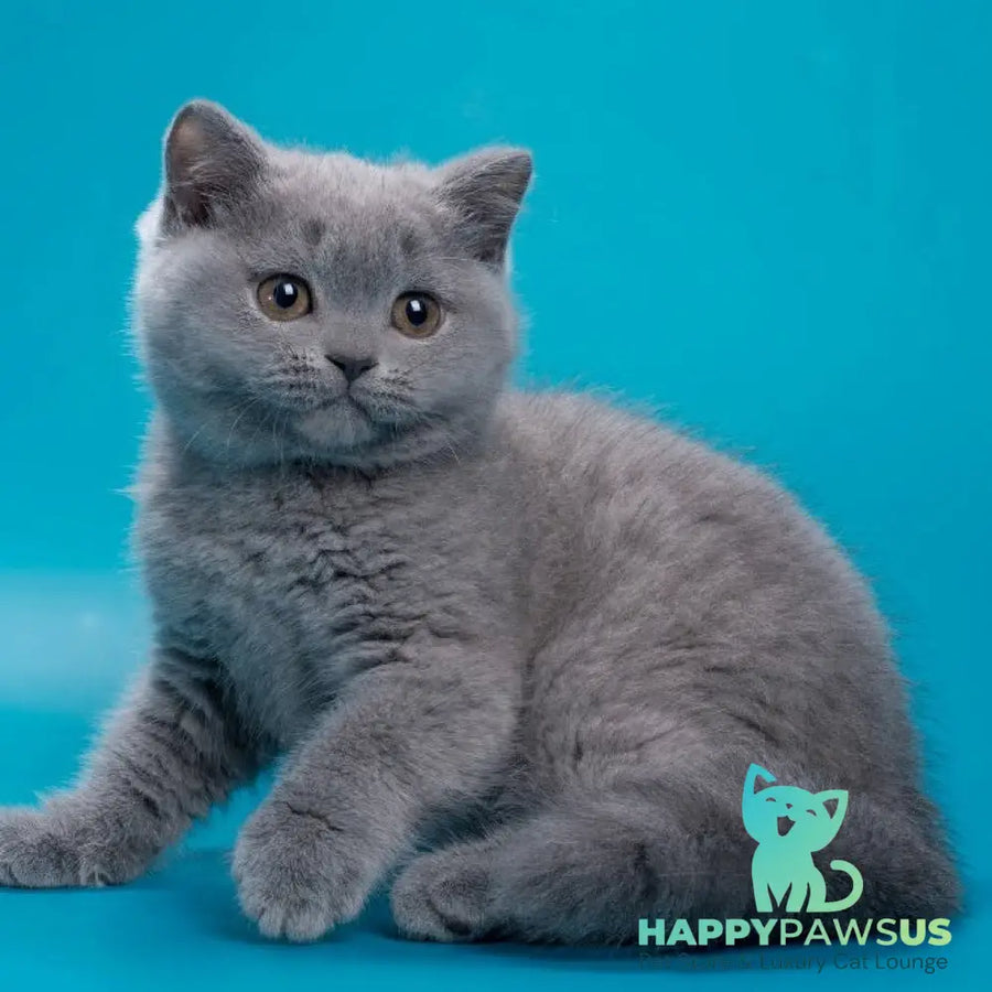 Roxy British Shorthair female blue - live animals