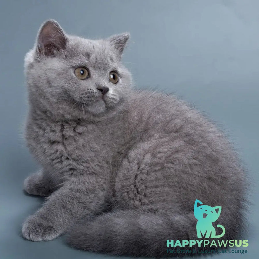 Roxy British Shorthair female blue - live animals