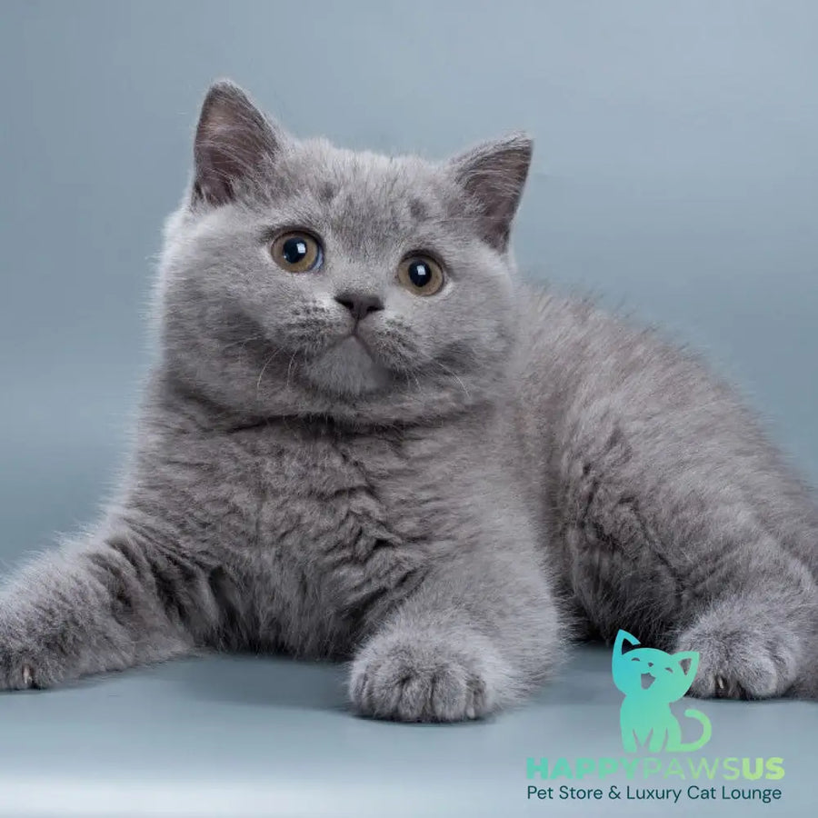Roxy British Shorthair female blue - live animals