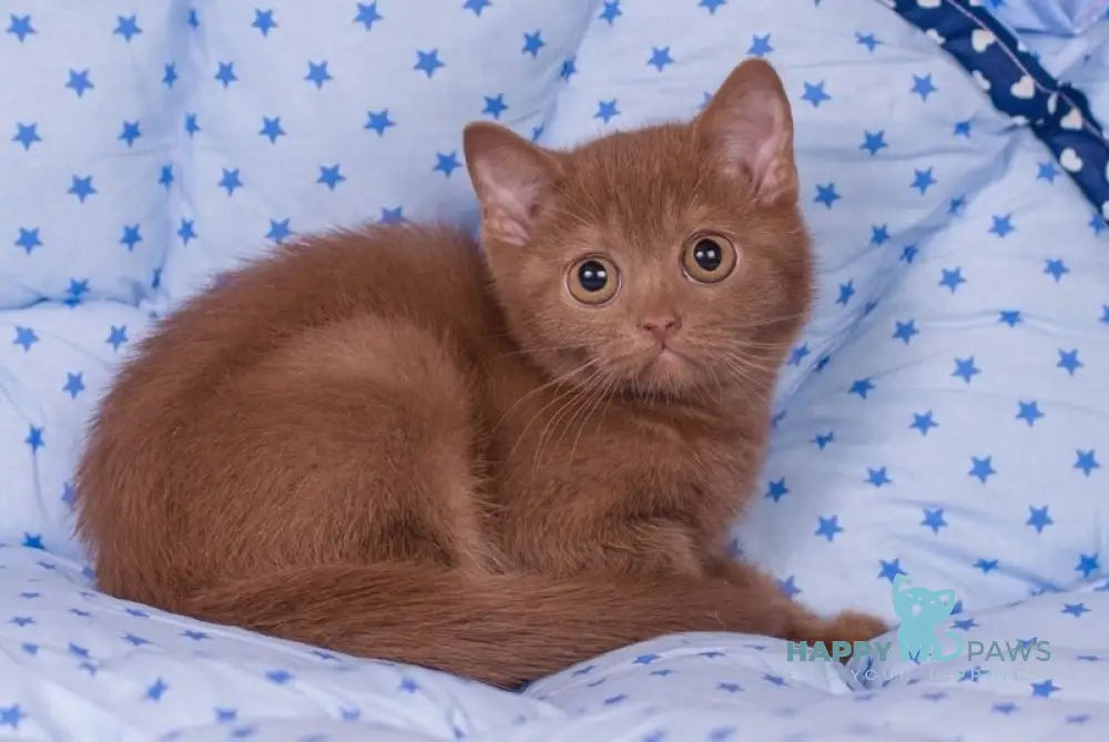 Roxy British Shorthair female cinnamon live animals