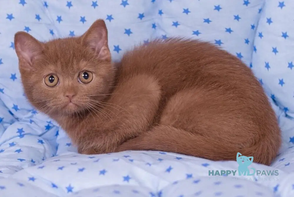 Roxy British Shorthair female cinnamon live animals