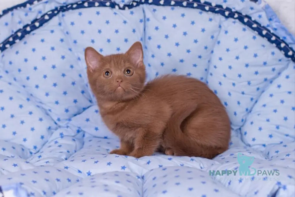 Roxy British Shorthair female cinnamon live animals