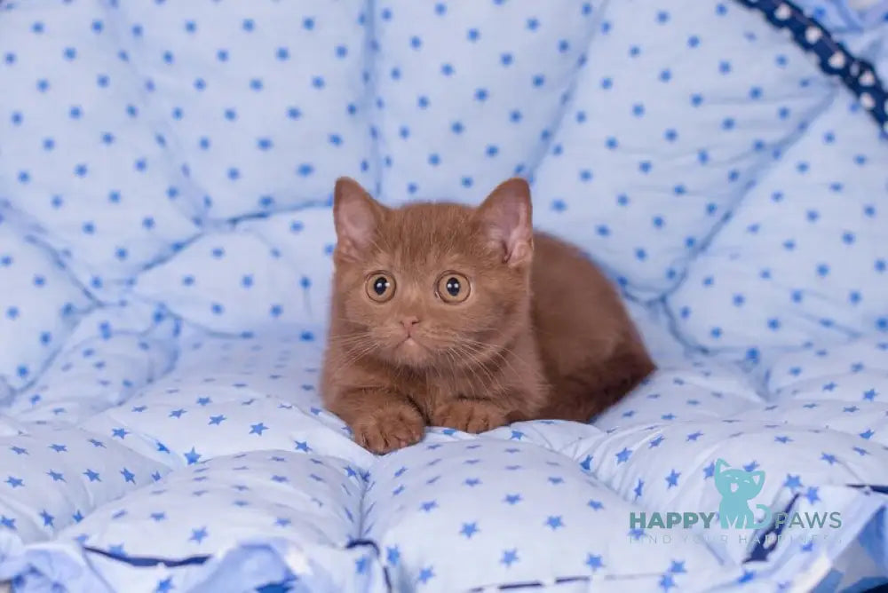 Roxy British Shorthair female cinnamon live animals