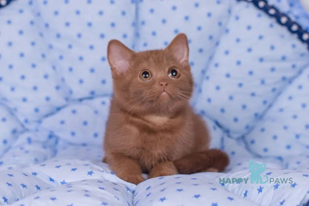 Roxy British Shorthair female cinnamon live animals