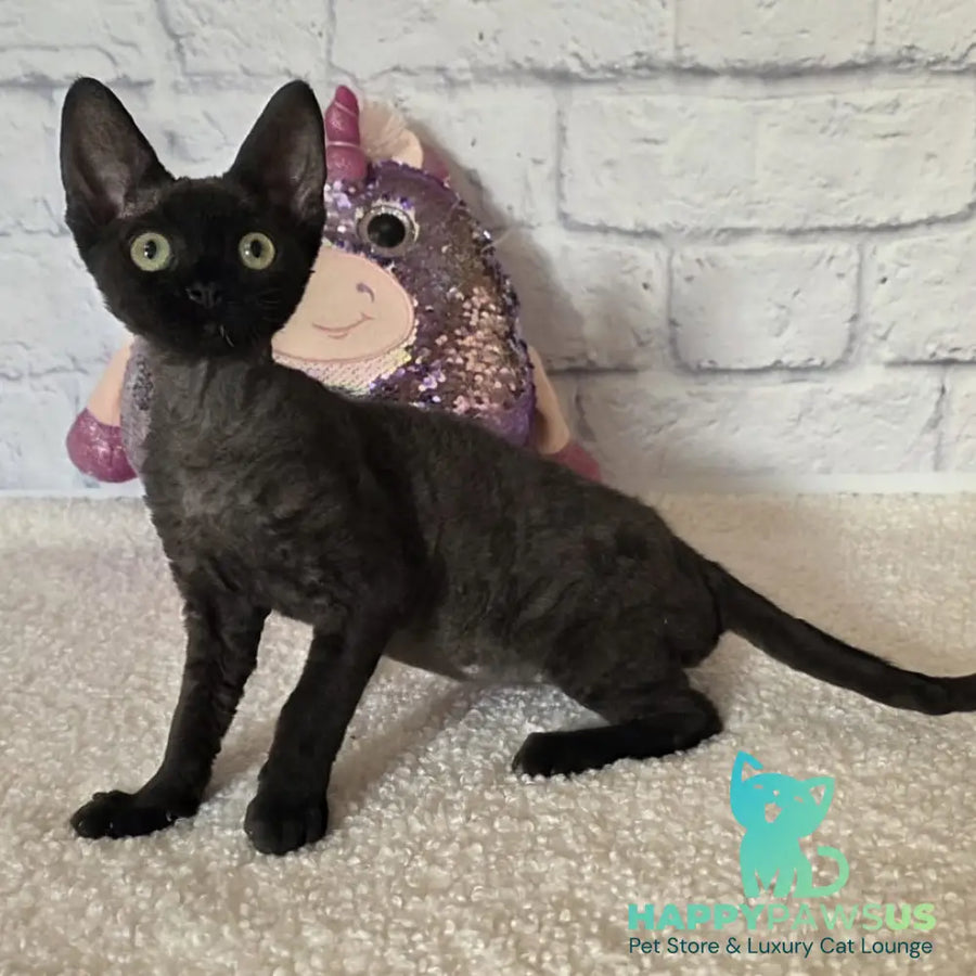 Roxy Devon Rex female black - live animals