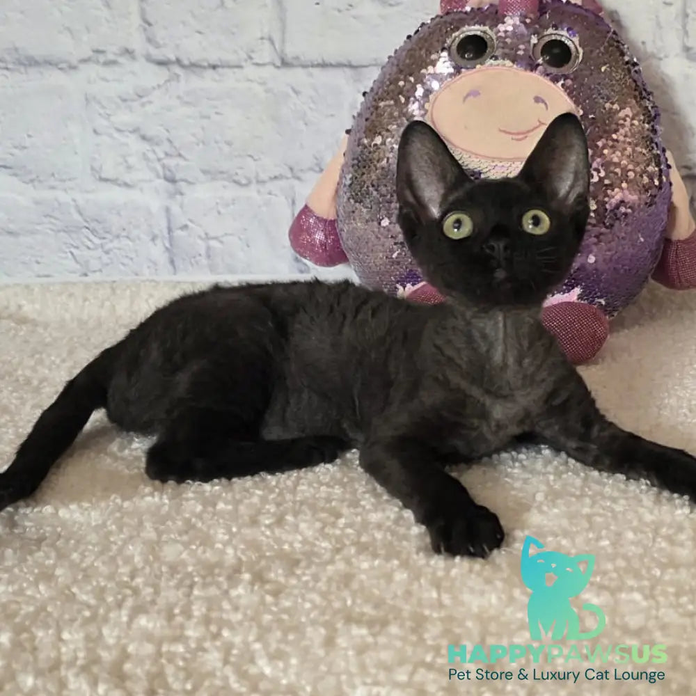 Roxy Devon Rex female black - live animals