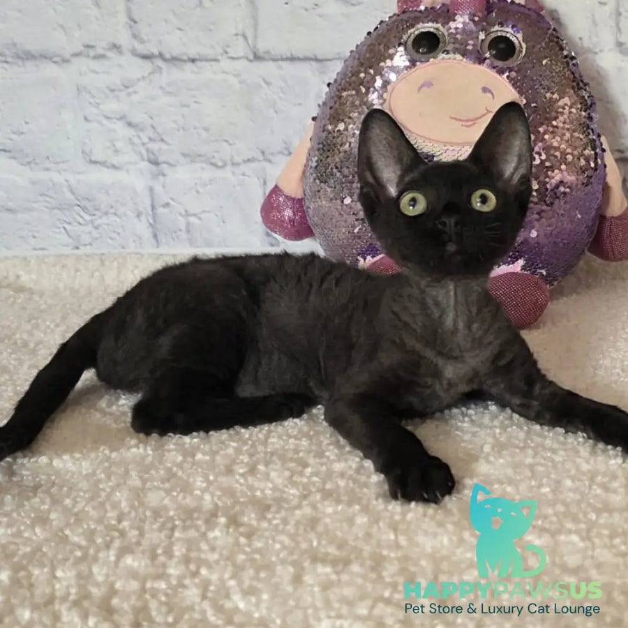 Roxy Devon Rex female black - live animals