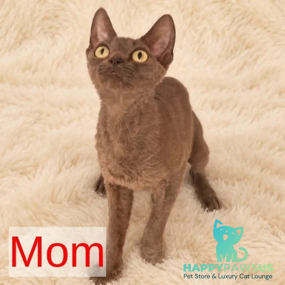 Roxy Devon Rex female black - live animals