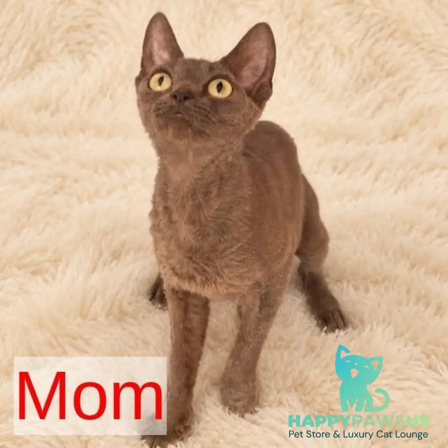 Roxy Devon Rex female black - live animals