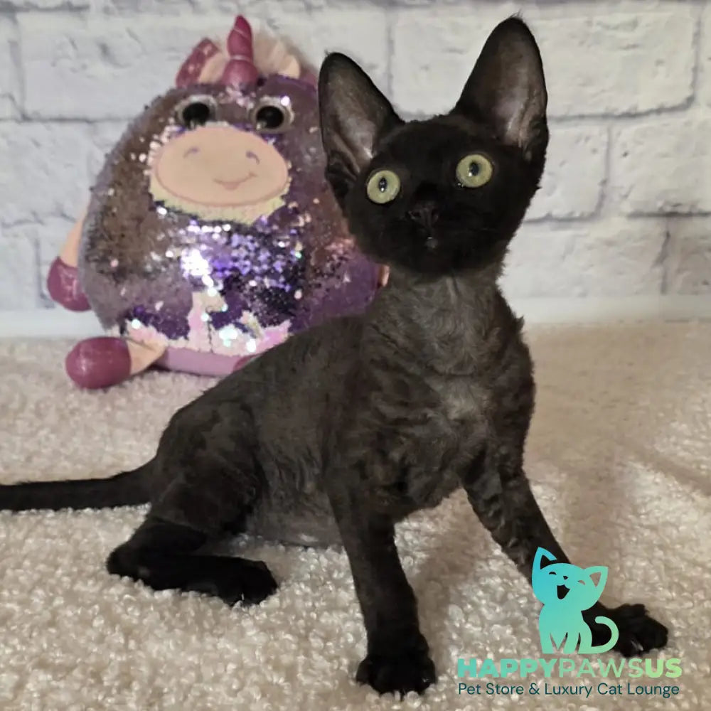 Roxy Devon Rex female black - live animals