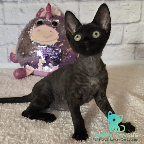 Roxy Devon Rex female black - live animals