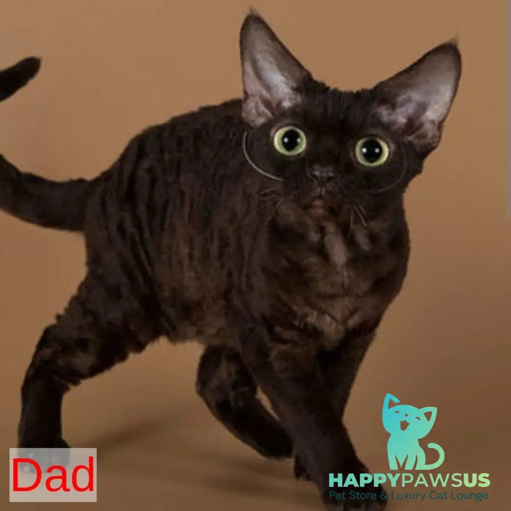 Roxy Devon Rex female black - live animals