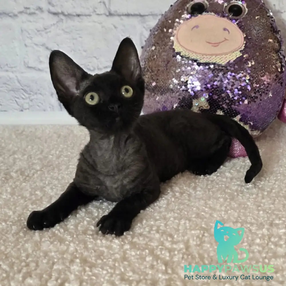 Roxy Devon Rex female black - live animals