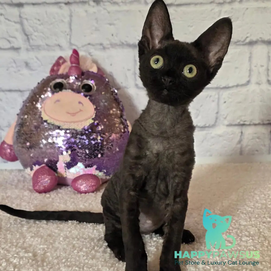 Roxy Devon Rex female black - live animals