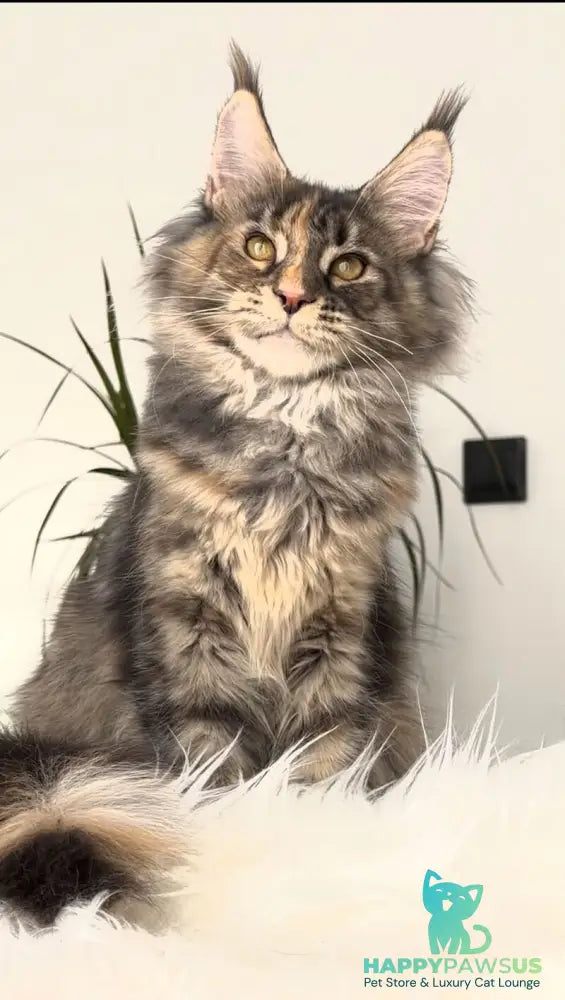 Roxy Maine Coon polydactyl female black tortie tabby - live animals