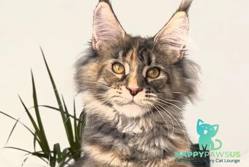 Roxy Maine Coon polydactyl female black tortie tabby - live animals