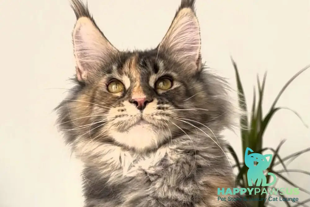 Roxy Maine Coon polydactyl female black tortie tabby - live animals