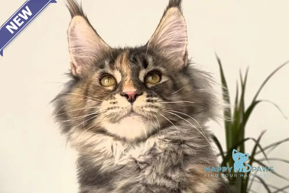 Roxy Maine Coon polydactyl female black tortie tabby - live animals
