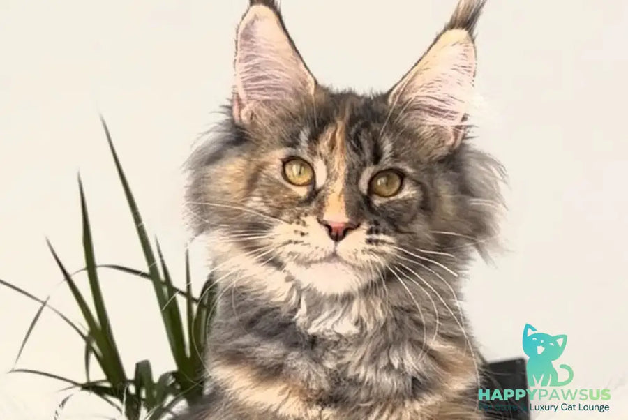 Roxy Maine Coon polydactyl female black tortie tabby - live animals