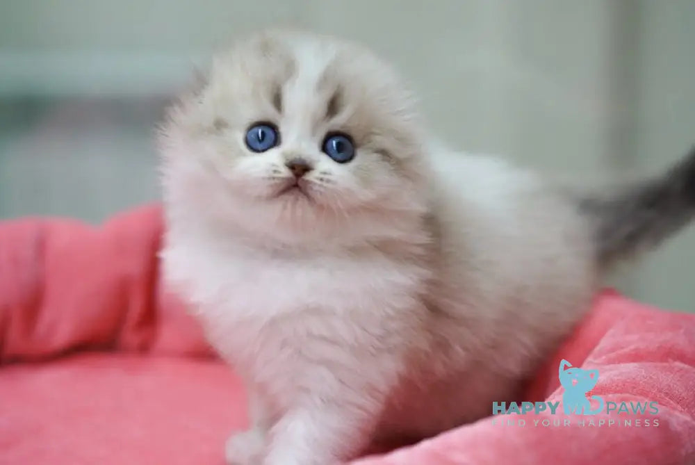 Roxy Scottish Fold female black tabby pointed bicolour live animals