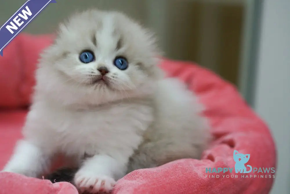 Roxy Scottish Fold female black tabby pointed bicolour live animals
