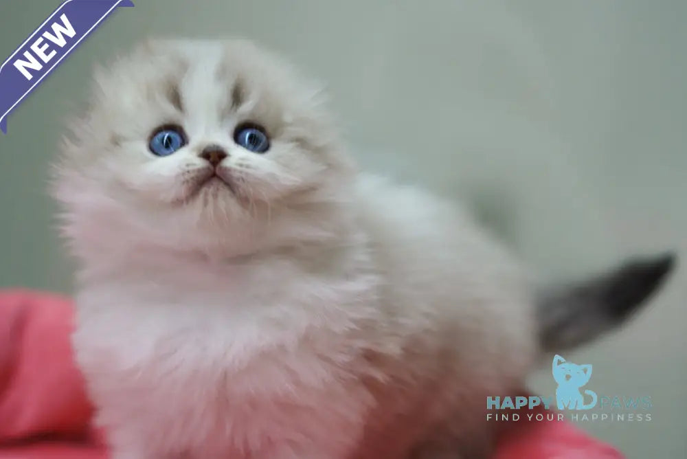 Roxy Scottish Fold female black tabby pointed bicolour live animals