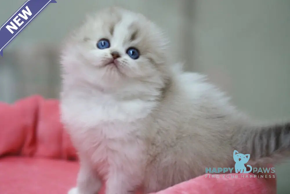 Roxy Scottish Fold female black tabby pointed bicolour live animals