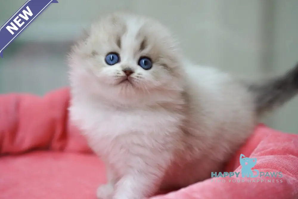 Roxy Scottish Fold female black tabby pointed bicolour live animals