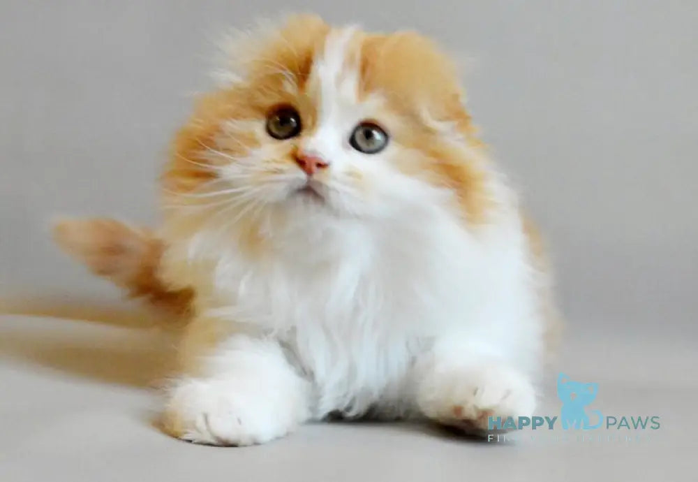 Roxy Scottish Fold female red spotted tabby bicolour live animals