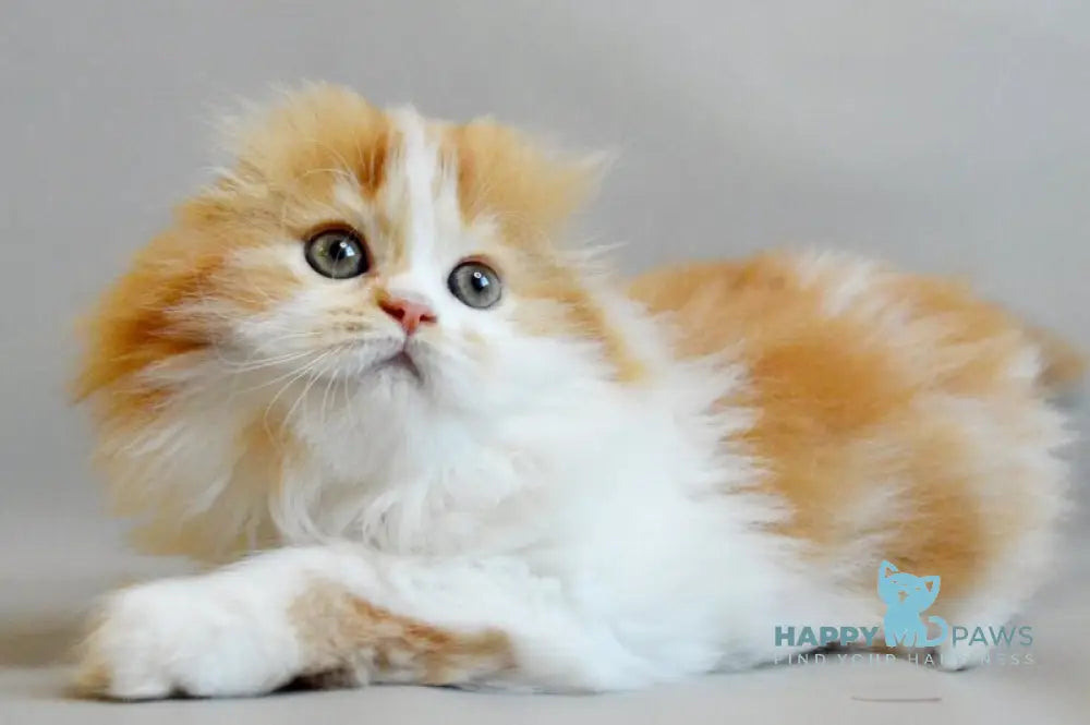 Roxy Scottish Fold female red spotted tabby bicolour live animals