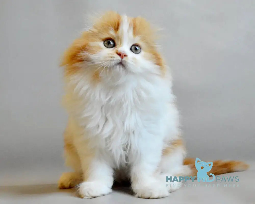 Roxy Scottish Fold female red spotted tabby bicolour live animals