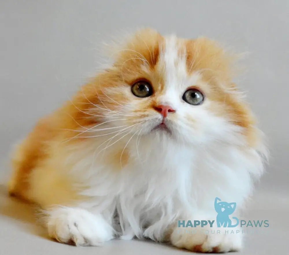 Roxy Scottish Fold female red spotted tabby bicolour live animals