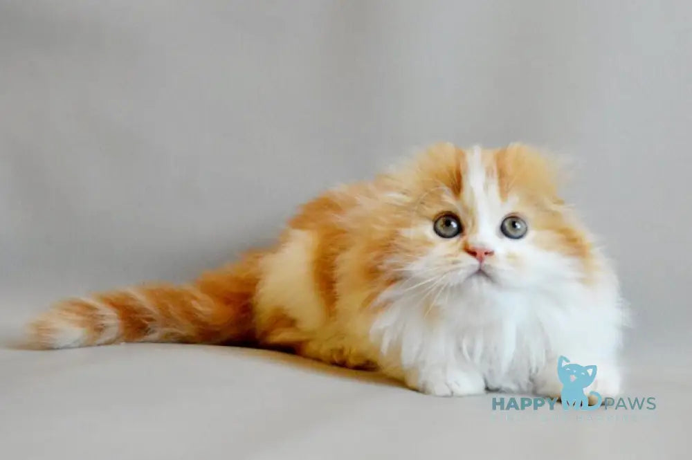 Roxy Scottish Fold female red spotted tabby bicolour live animals