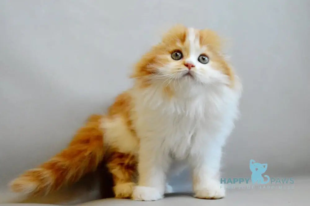 Roxy Scottish Fold female red spotted tabby bicolour live animals