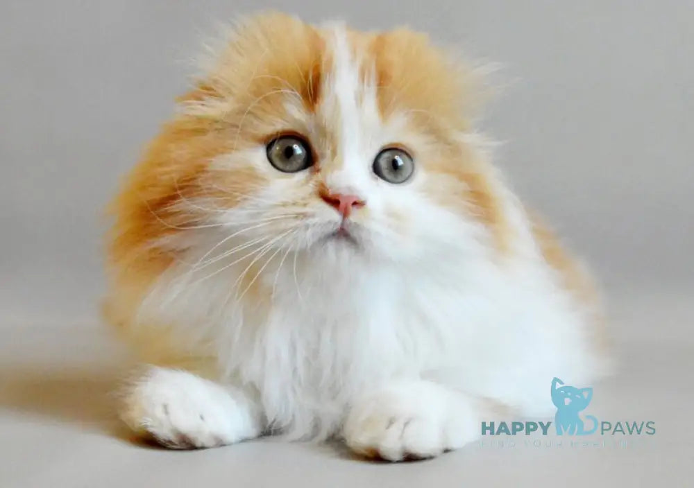 Roxy Scottish Fold female red spotted tabby bicolour live animals