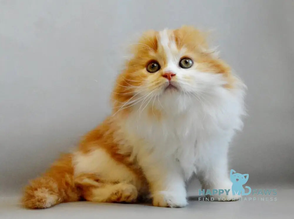 Roxy Scottish Fold female red spotted tabby bicolour live animals