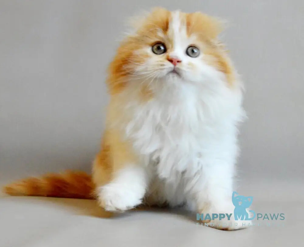 Roxy Scottish Fold female red spotted tabby bicolour live animals