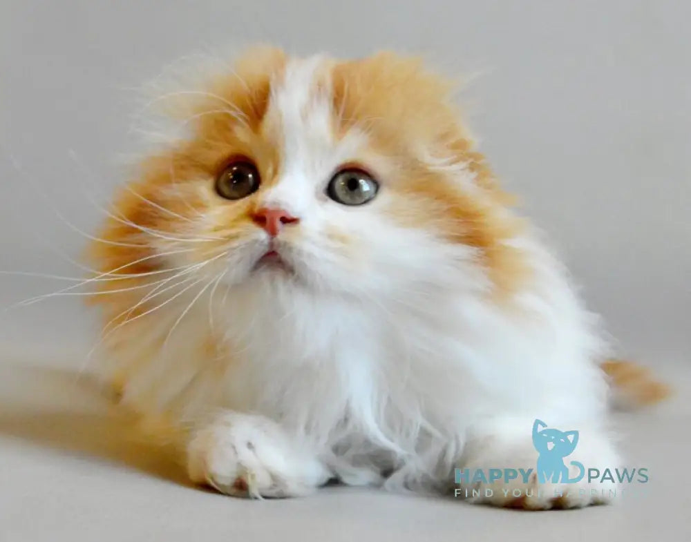 Roxy Scottish Fold female red spotted tabby bicolour live animals