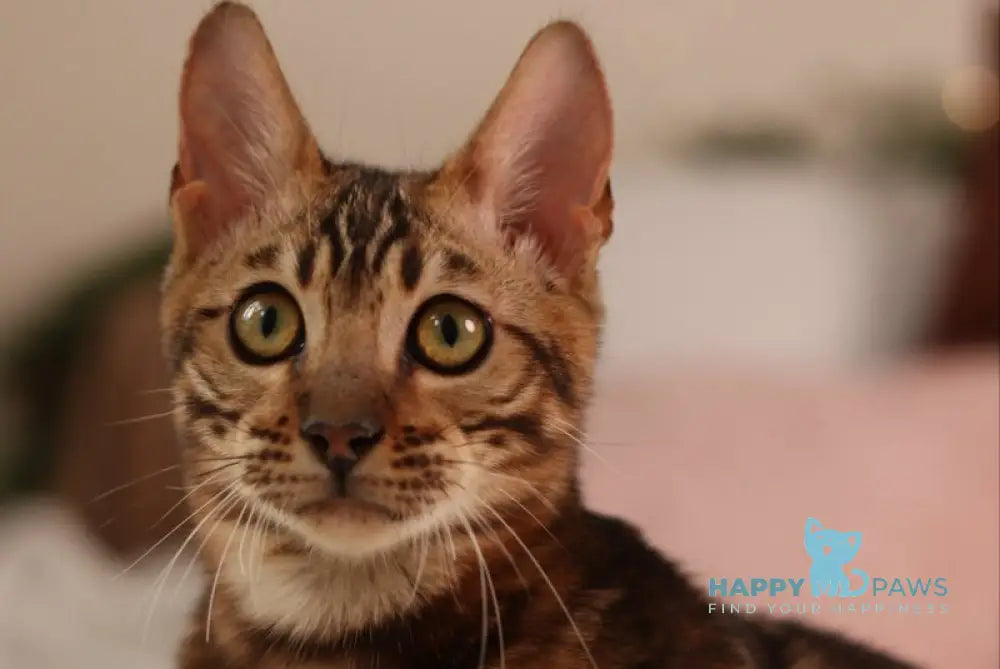 Roy Bengal male black spotted tabby live animals