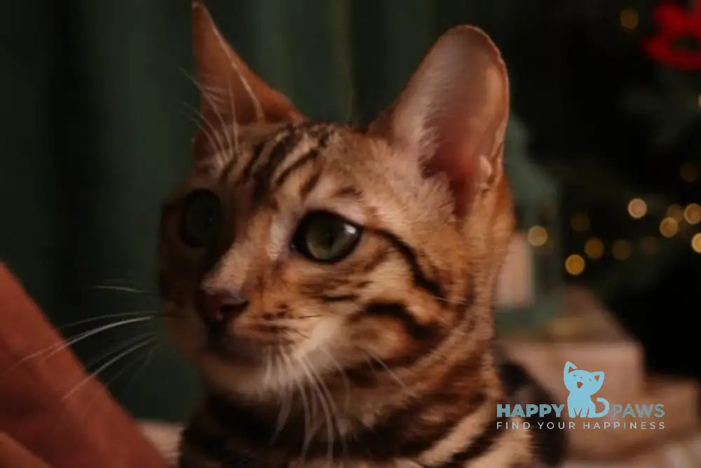 Roy Bengal male black spotted tabby live animals