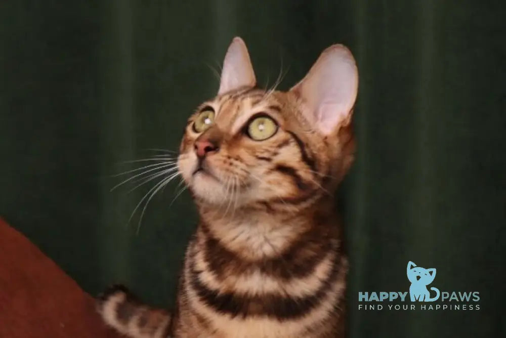 Roy Bengal male black spotted tabby live animals