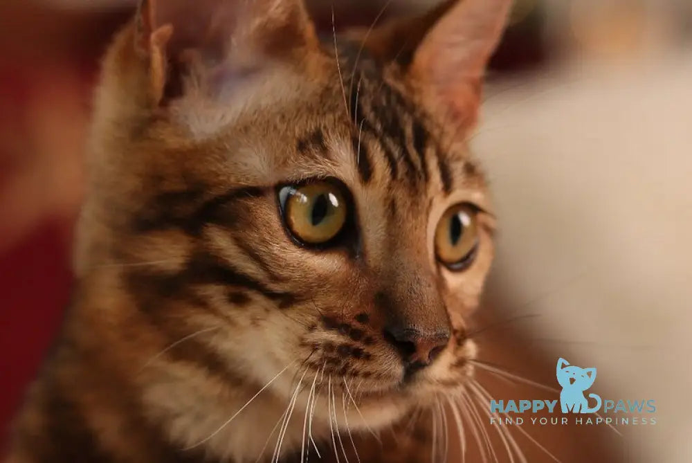 Roy Bengal male black spotted tabby live animals