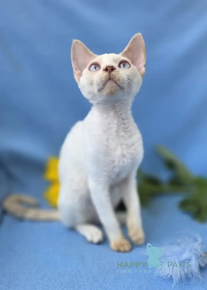 Roy Devon Rex male lilac van pointed live animals