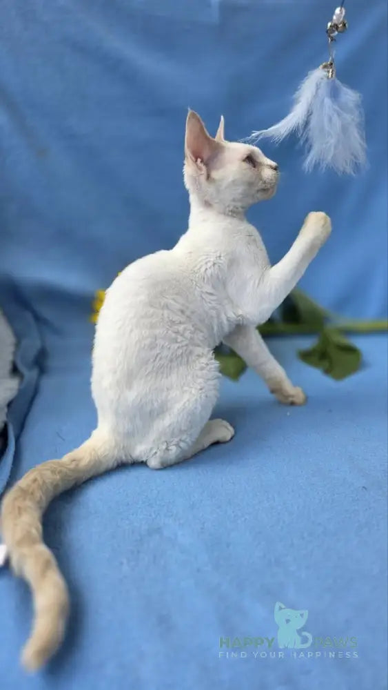 Roy Devon Rex male lilac van pointed live animals